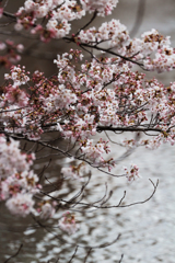 上野恩賜公園の桜 in 2017　その2