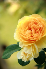薔薇の季節 2018(3)