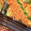 高尾山の紅葉　2017(14)