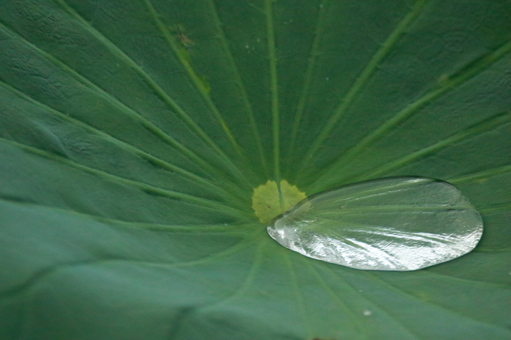雫