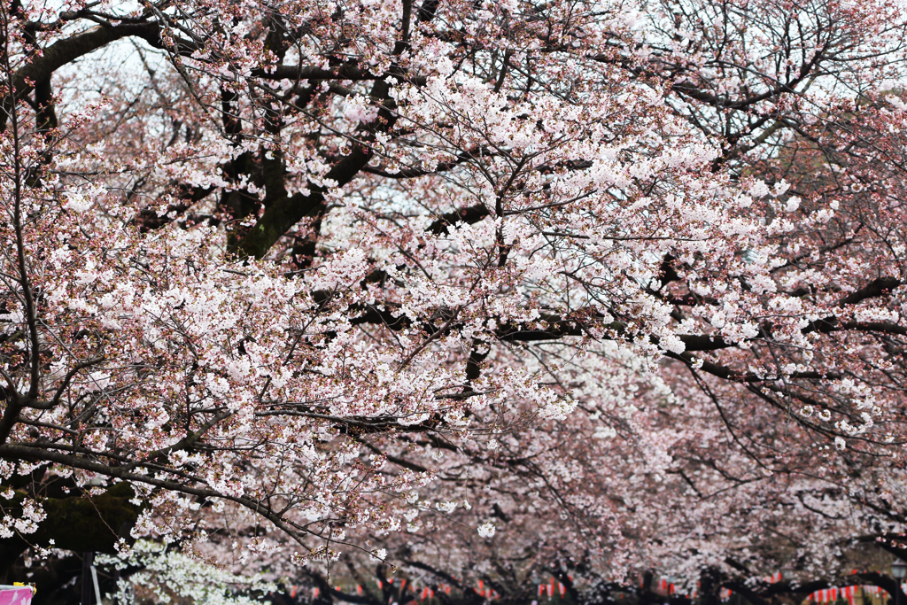 上野恩賜公園の桜 in 2017　その11