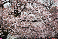 上野恩賜公園の桜 in 2017　その11