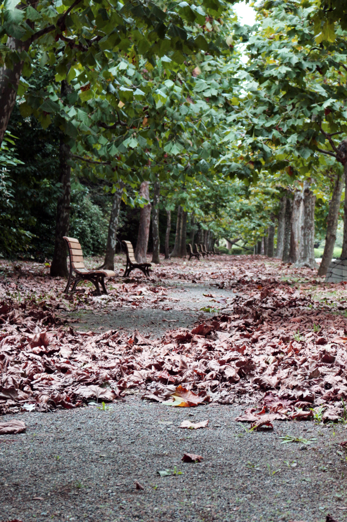 秋のポプラ並木