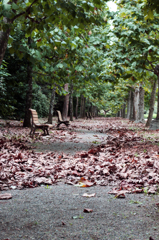 秋のポプラ並木