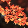 高尾山の紅葉　2017(11)