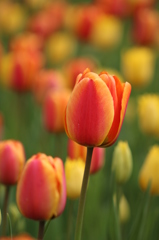 チューリップ（1）