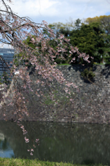 皇居の堀と桜