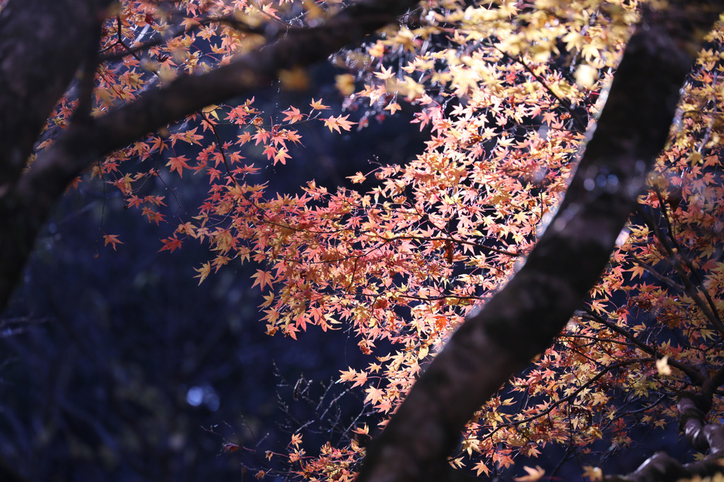 花貫渓谷の紅葉