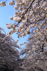 上野恩賜公園の桜(15)