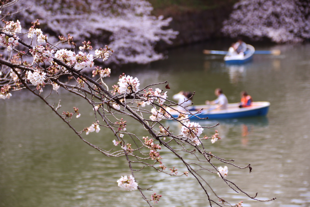 九段下の桜 2018 (5)