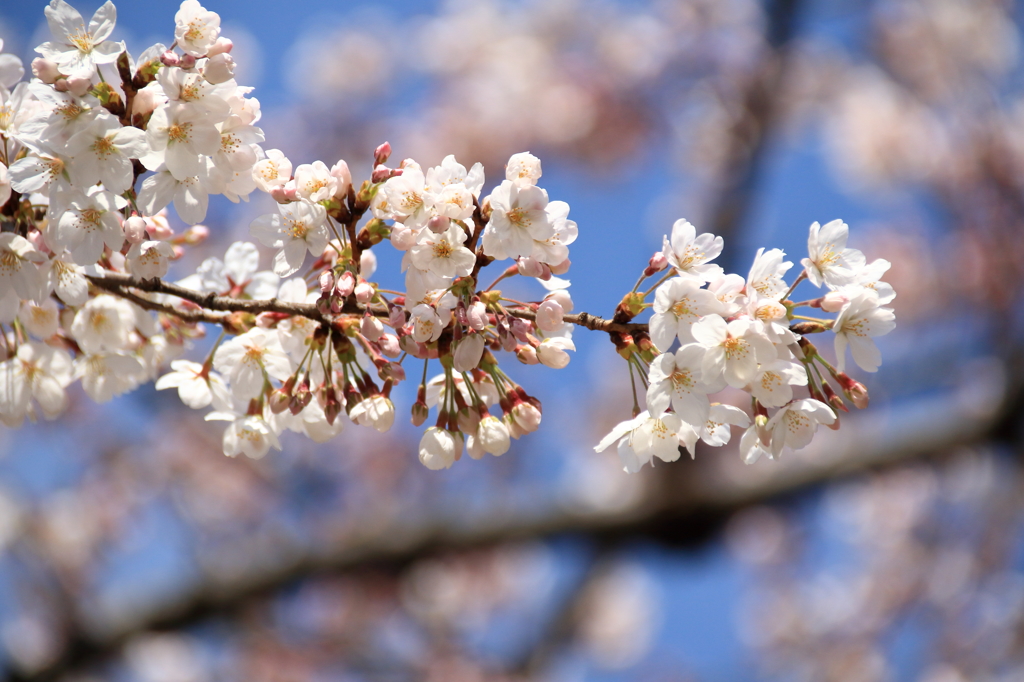 上野恩賜公園の桜(12)