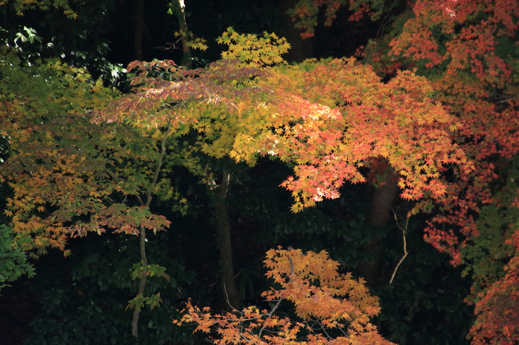 長瀞の紅葉2014(7DmarkII_1)