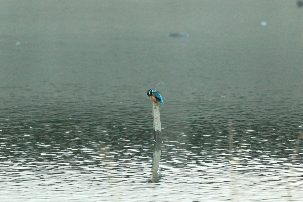 3月のカワセミ（6）