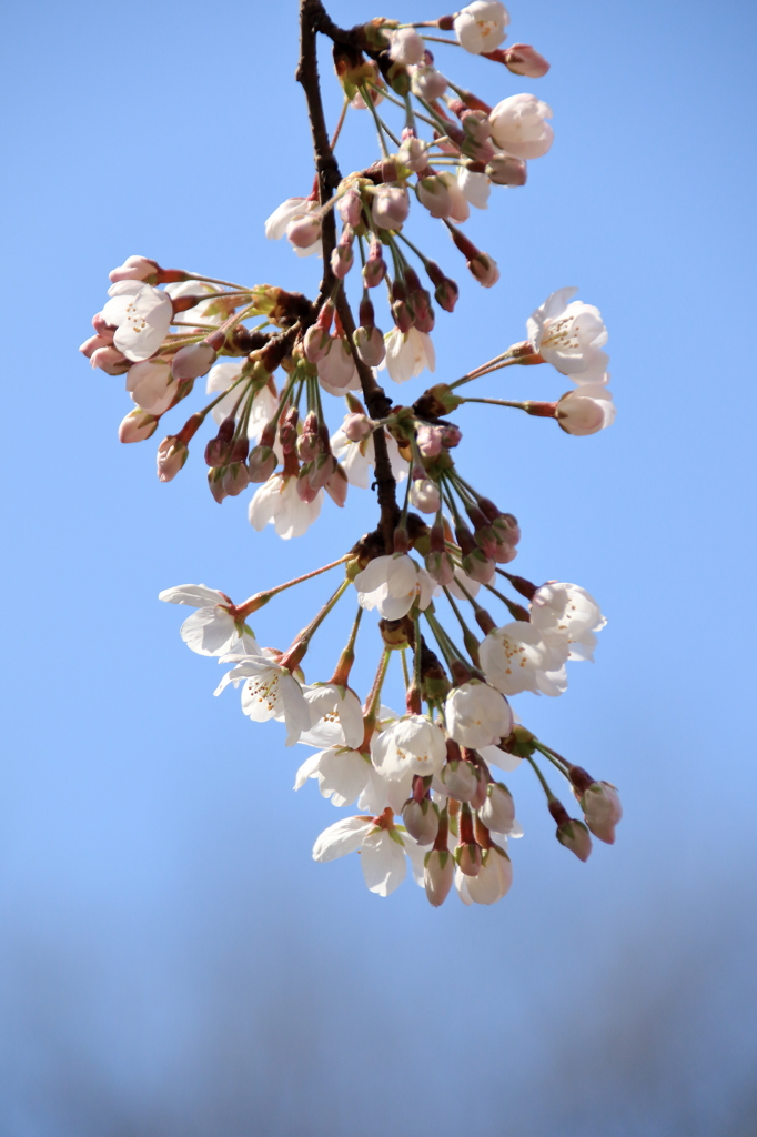 上野恩賜公園の桜(11)