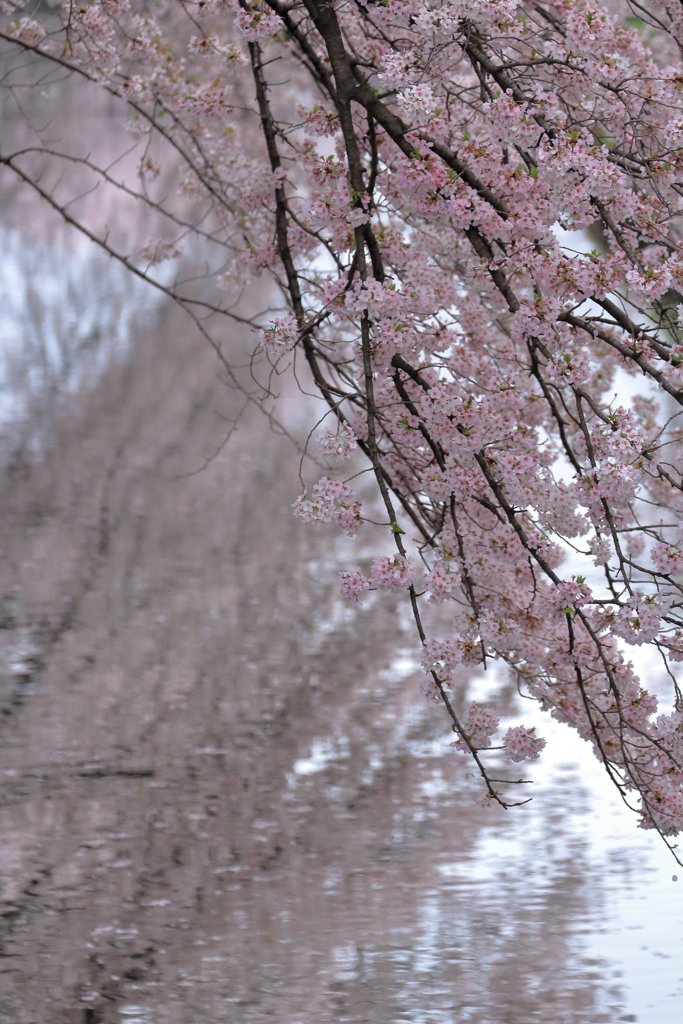 新河岸川の桜2017 (5)