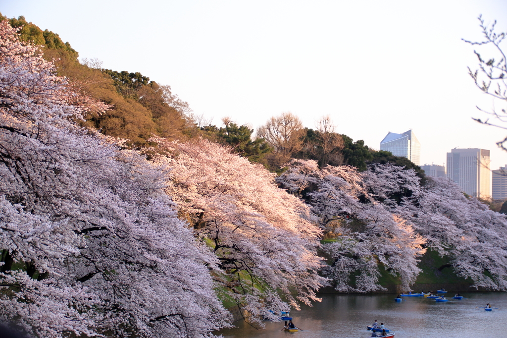 千鳥ヶ淵の桜(5)