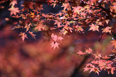 花貫渓谷の紅葉