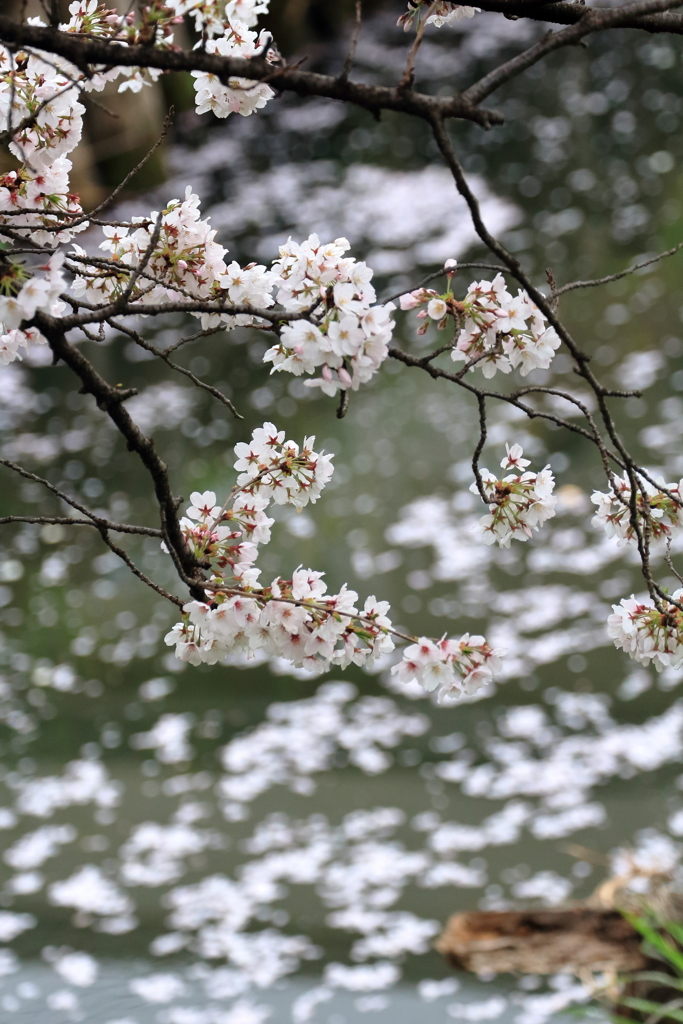 新河岸川の桜2017 (9)