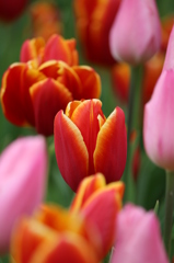 チューリップ（3）