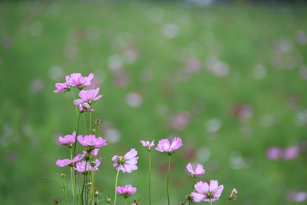 秋桜 2018 (6)