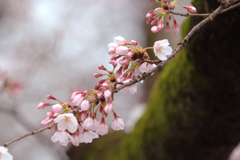 上野恩賜公園の桜 in 2017　その6