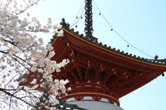 喜多院の桜(9)