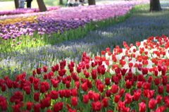 春の花川