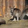 上野動物園　ワラビー