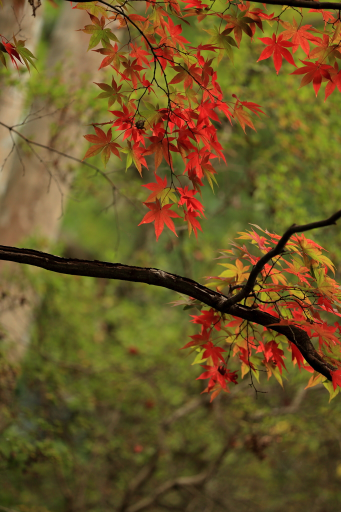 高尾山の紅葉 2015(11)