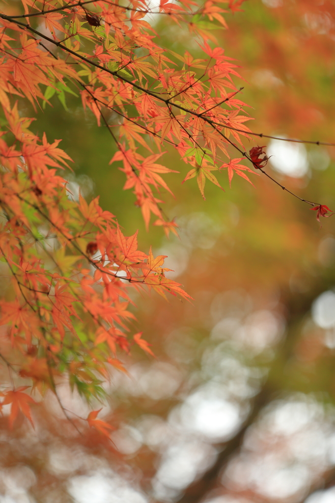 高尾山の紅葉 2015(10)