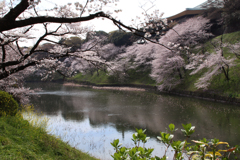 九段下の桜 2018 (1)