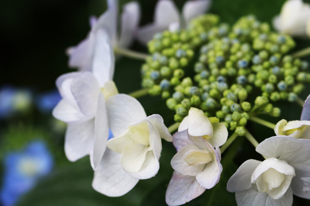 紫陽花(12)