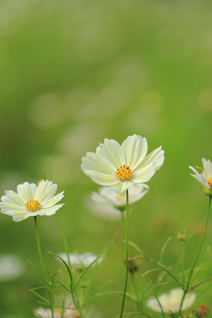 かわいい秋桜