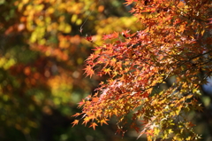 高尾山の紅葉