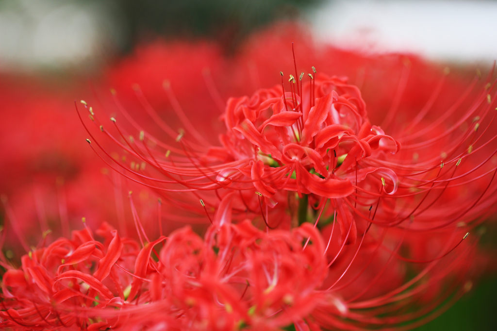巾着田の曼珠沙華（1）