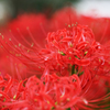 巾着田の曼珠沙華（1）