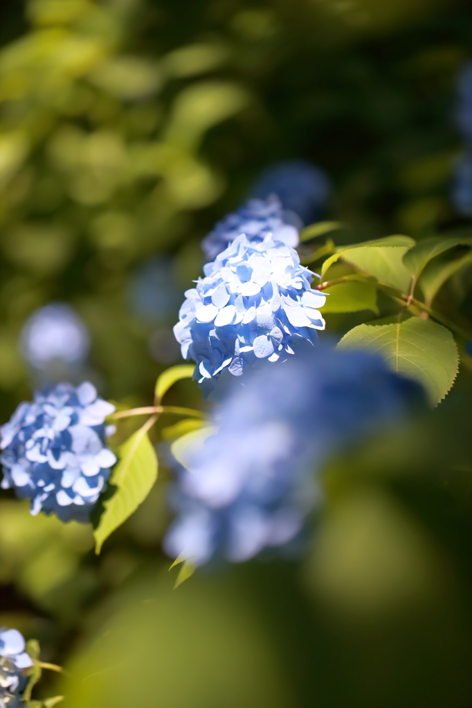 紫陽花 2016　1　陽の下で輝いて