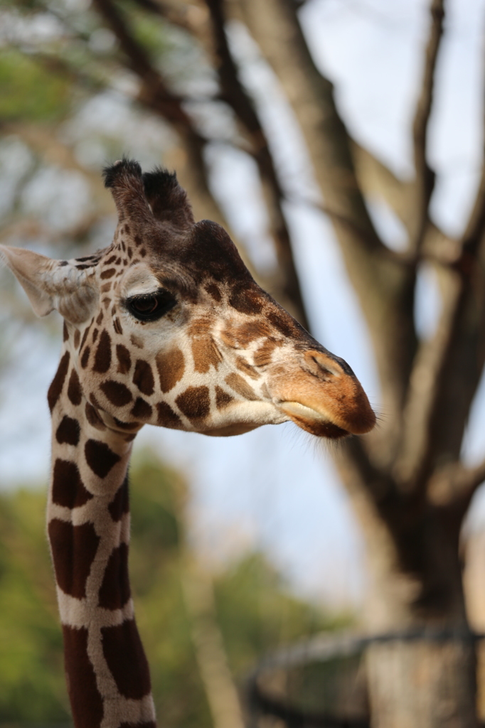 上野動物園　キリン