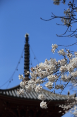 喜多院の桜(1)