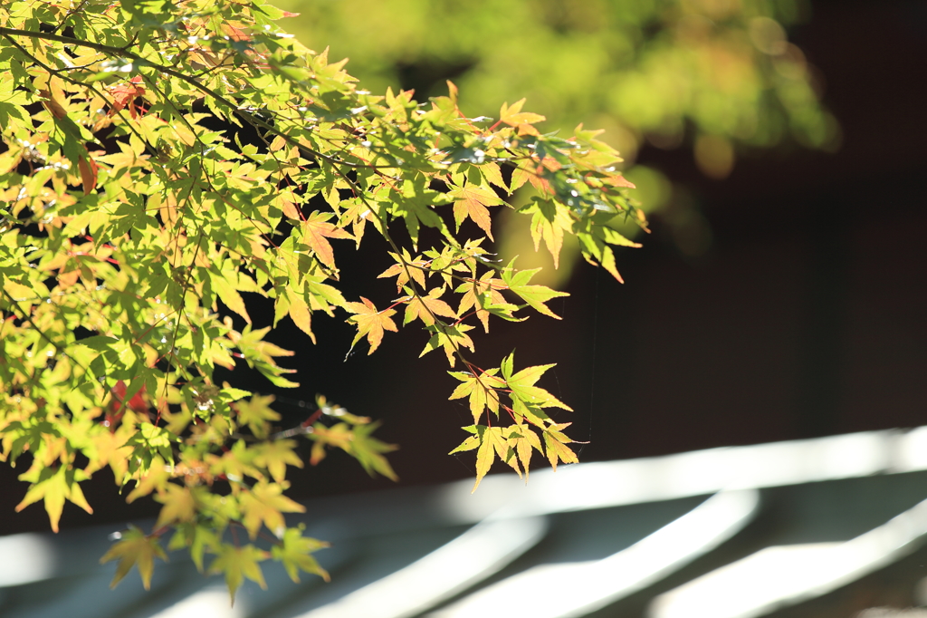 もうすぐ紅葉