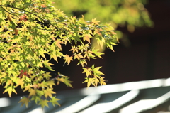 もうすぐ紅葉