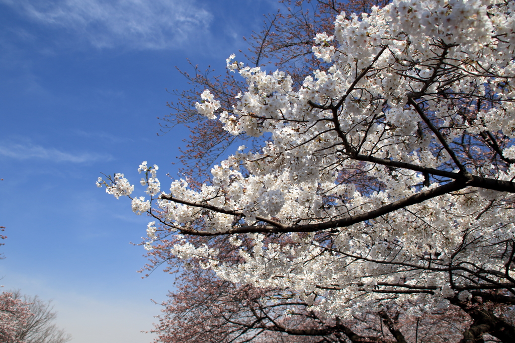 上野恩賜公園の桜(13)