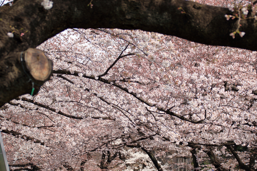 上野恩賜公園の桜(3)