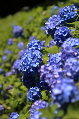紫陽花 2016　４　様々な表情