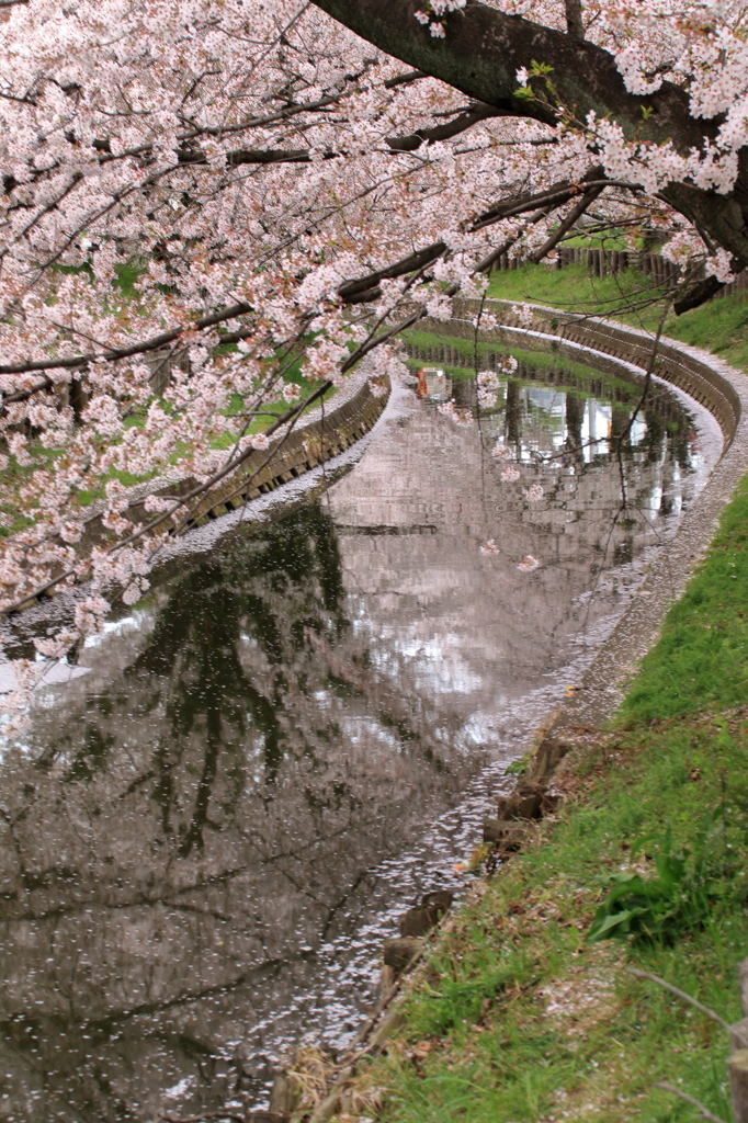 新河岸川桜祭り(5)