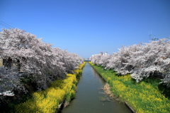 新河岸川の桜並木(1)