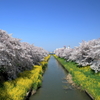 新河岸川の桜並木(1)
