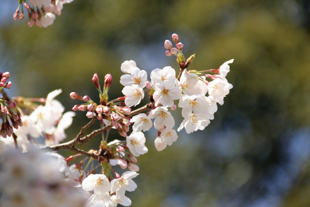 上野恩賜公園の桜(8)