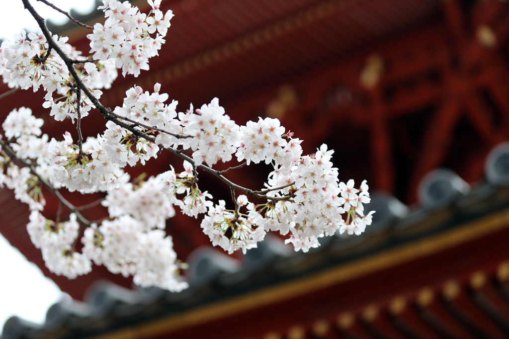 喜多院の桜