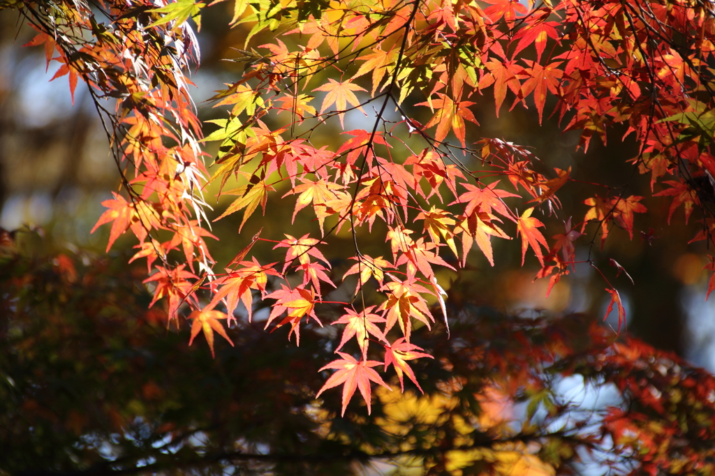 長瀞の紅葉2014(7DmarkII_6)